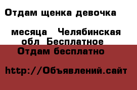 Отдам щенка,девочка 4,5 месяца - Челябинская обл. Бесплатное » Отдам бесплатно   